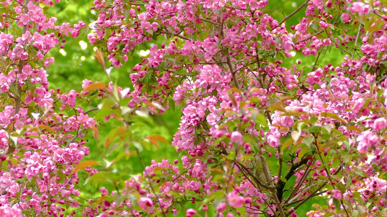 Tennessee Warbler Hidden Between Pink Foliage Looking for Food
