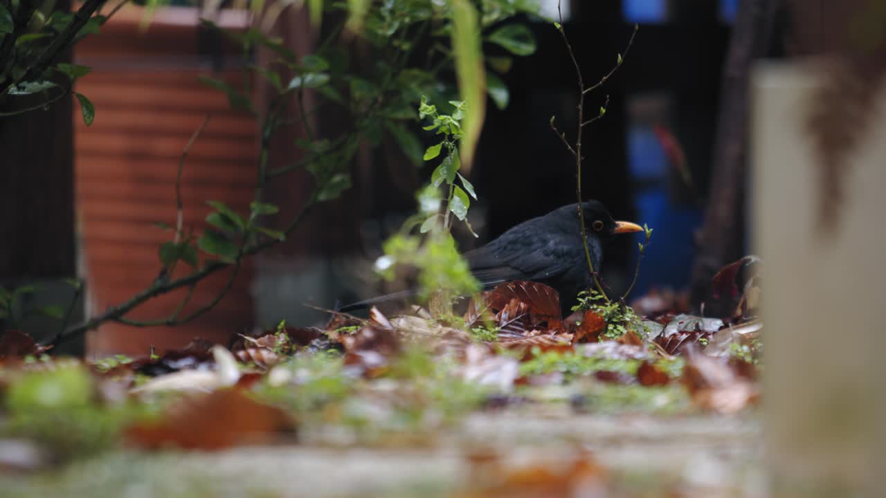 마른 잎과 함께 정원에서  ⁇ 고 있는 희미한 눈의 트러시 새의 클로즈업