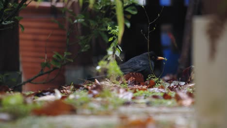 Nahaufnahme-Eines-Helläugigen-Drosselvogels,-Der-Mit-Getrockneten-Blättern-Im-Garten-Spaziert