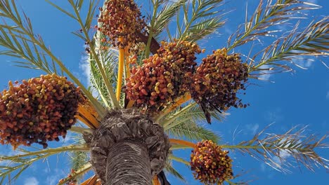 close-up view of a date palm tree with ripe dates