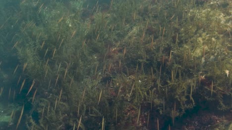 school of tube snout in the shallows of british columbia, canada