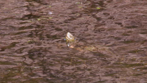 una tortuga de agua saliendo a la superficie en un estanque