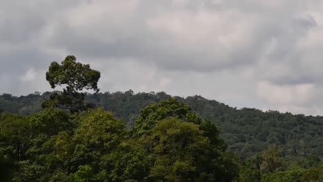 a tree jutting out of the forest, mountains and moving clouds in khao yai national park, time-lapse at original speed