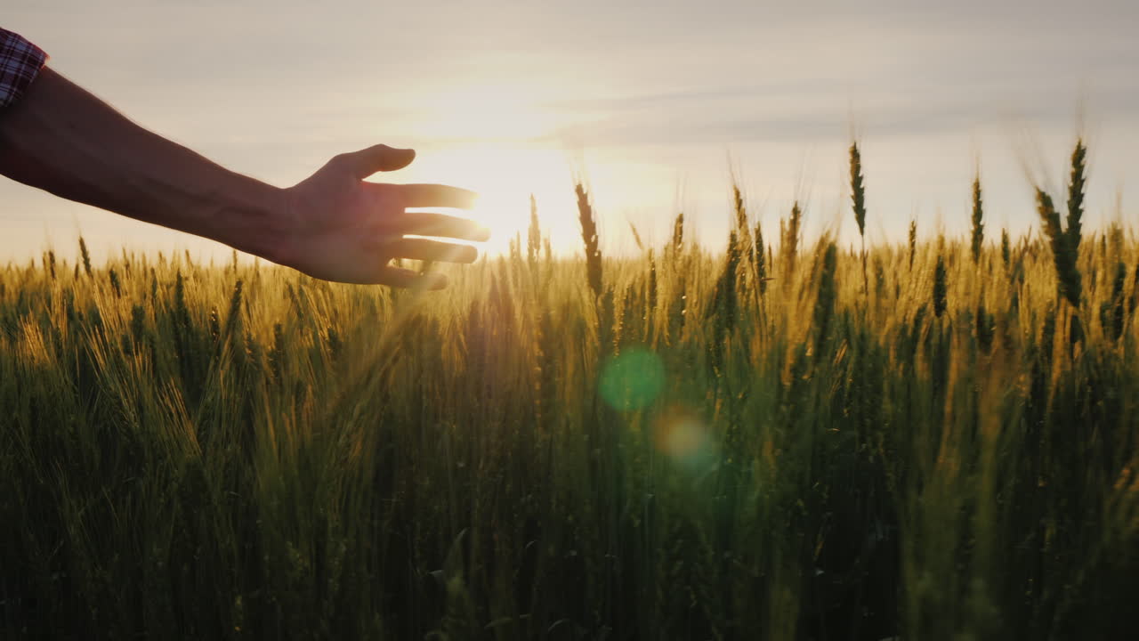 농부가 그의 들판을 따라 걷는 밀밭 위의 햇빛 속에 있는 남성 농부의 손