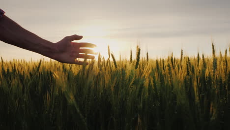 la mano de un agricultor bajo el sol sobre un campo de trigo un agricultor camina por su campo