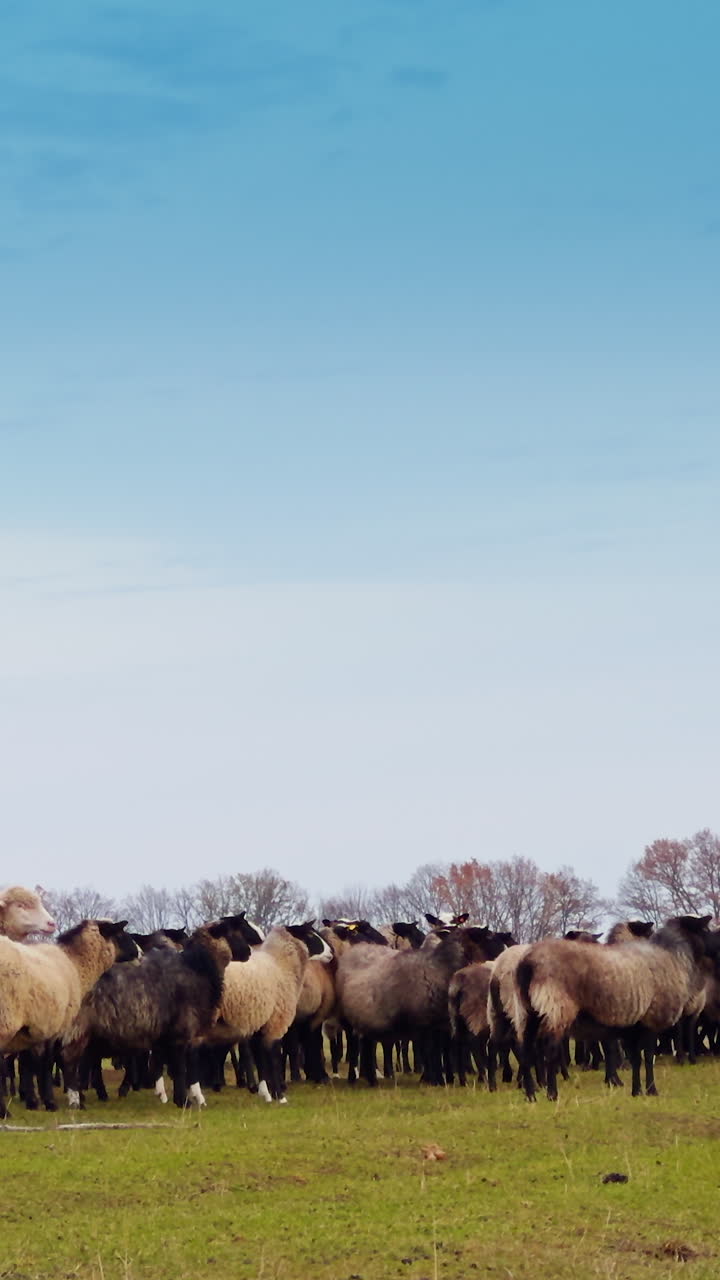 Herd of domestic animals standing in the field. Bare trees in the forest at backdrop. Autumn countryside. Vertical video