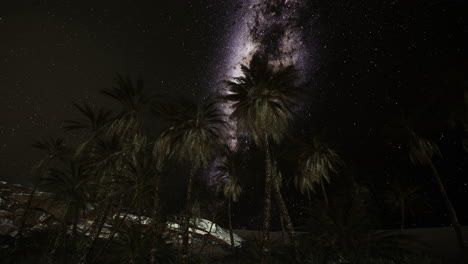 sterrenrijke nacht over palmbomen in de woestijn met een prachtig uitzicht op het sterrenstelsel