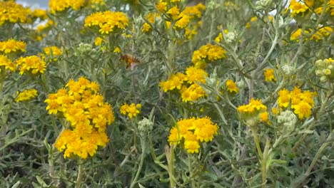 bee collecting honey and nectar with a pollen basket also known as corbiculae attached to its hind legs