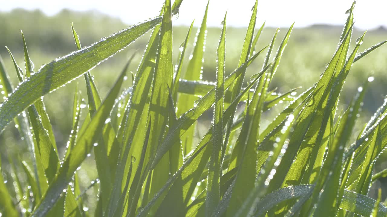 녹색 잔디는  ⁇ 빛에 대항하여 아침 이슬의 방울에