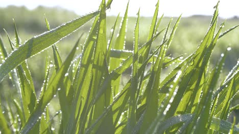 Green-grass-in-drops-of-morning-dew-against-sunlight
