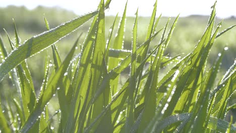 hierba verde en gotas de rocío de la mañana contra la luz del sol