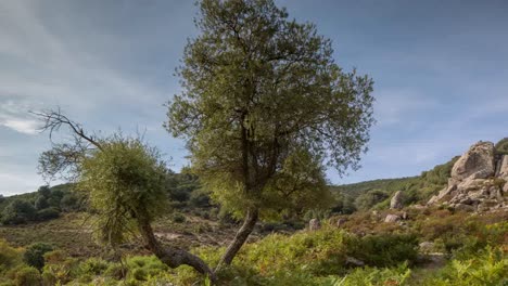 sardinia lone tree 4k 00