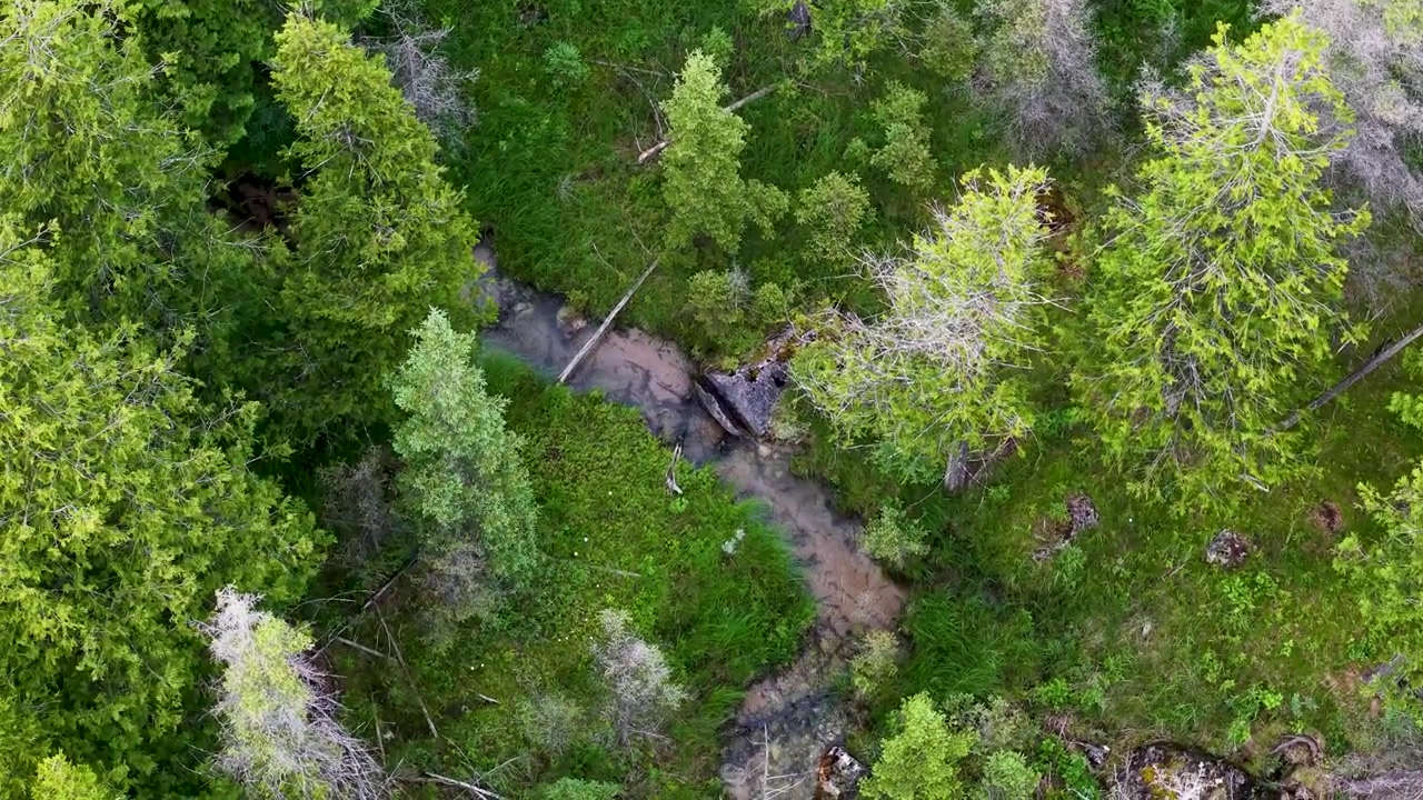 Straight down drone view of a narrow rocky creek hidden beneath dense green forest canopy in northern Michigan