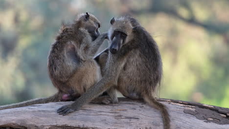 una pareja de babuinos olivo que se limpian el uno al otro en el bosque de sudáfrica