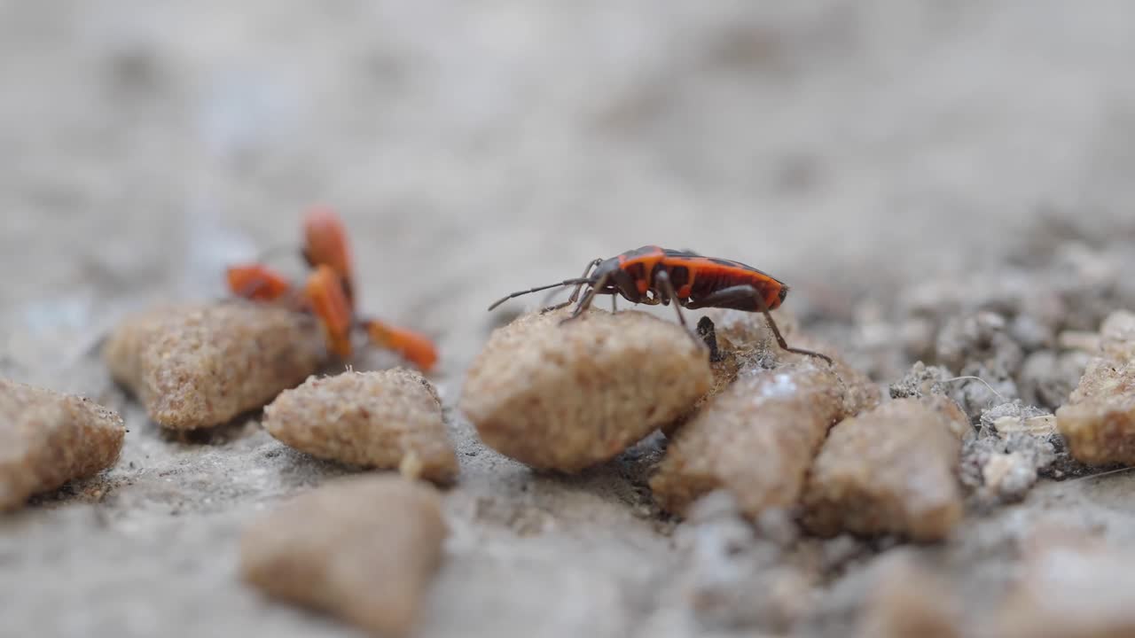 Firebugs on the ground
