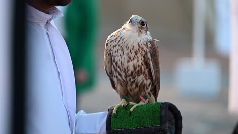 4k:-Un-Beduino-Emiratí-Sostiene-Un-Pájaro-Halcón-En-Dubai,-Emiratos-árabes-Unidos