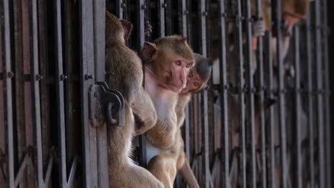 seen in between iron grills of a shutter in lop buri, long-tailed macaque macaca fascicularis, thailand