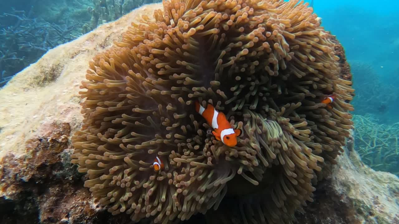 Pesce pagliaccio che nuota nell'anemone, barriera corallina sana e colorata.