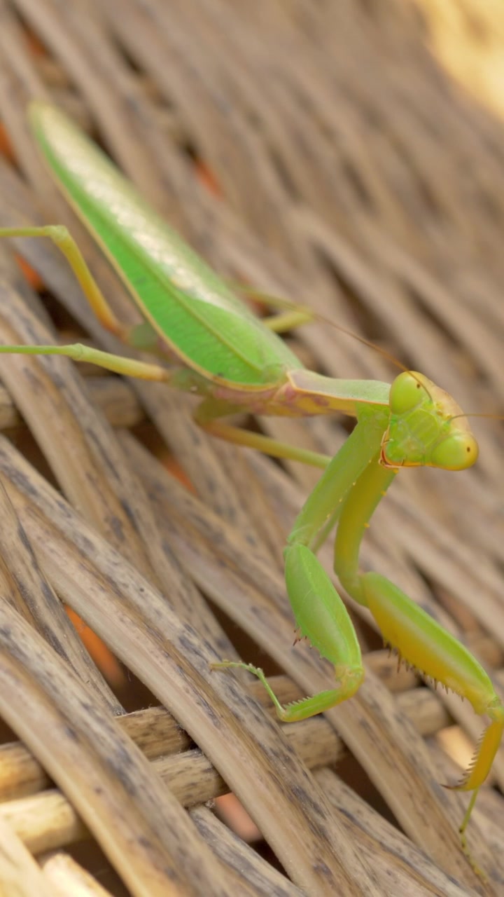 Mantis religiosa en silla de mimbre al aire libre