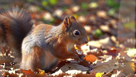 curious squirrel foraging for nuts amidst a vibrant blanket of autumn leaves, showcasing nature's beauty and wildlife in a tranquil forest setting