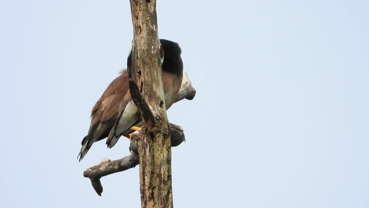 myna común escalofriante en el árbol uhd mp4 4k