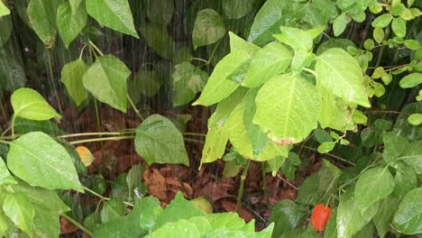 downward tilt shot revealing leaves being irrigated by a gentle water stream. garden scene highlighting plant care, irrigation, and sustainable gardening practices