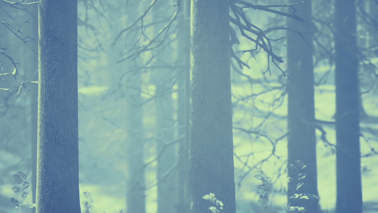 Whispers of twilight in a tranquil forest painted with misty hues