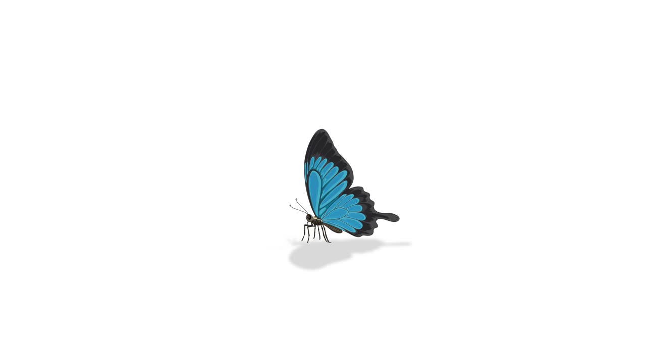 Blue butterfly lands and displays anatomy labels. Simple, educational style with clear, minimalistic design