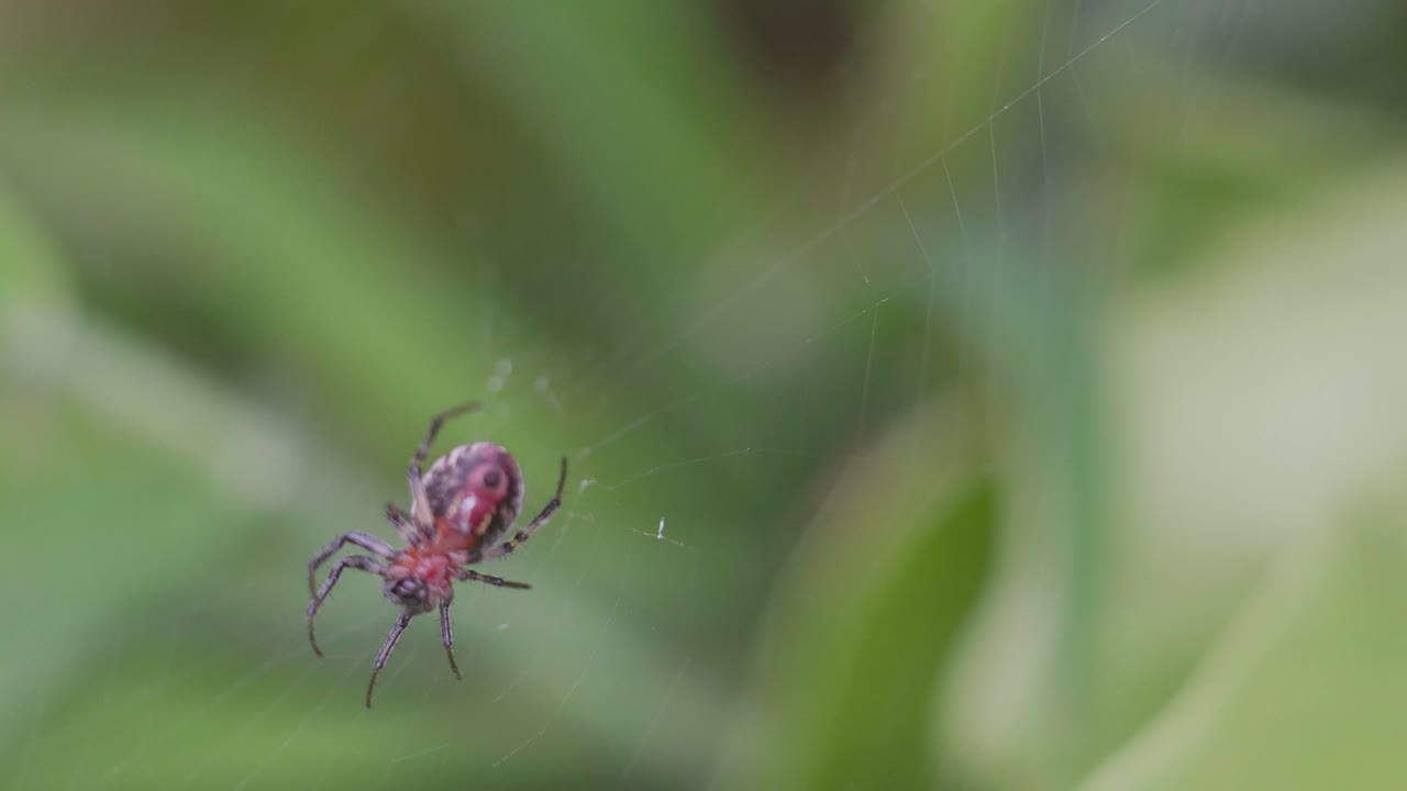 una araña versicolor alpaida tejiendo su telaraña