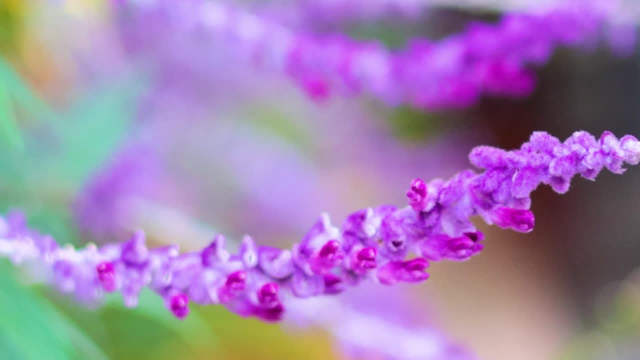 Detailed view of vivid purple flowers with soft green background, showcasing natural beauty and intricate textures.