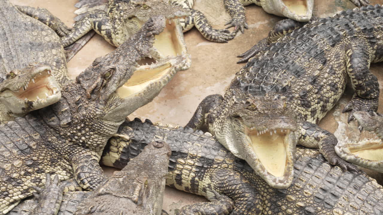 Crocodiles lying together with open jaws, showing their sharp teeth and reptiles' behavior