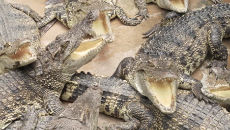 crocodiles lying together with open jaws, showing their sharp teeth and reptiles' behavior