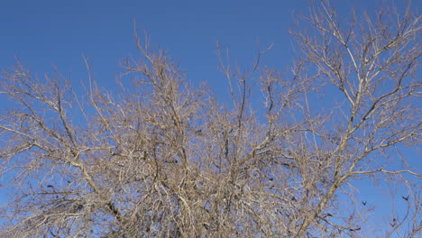 A-flock-of-black-birds-perched-on-dry-tree-branches-then-flying-away---slow-motion