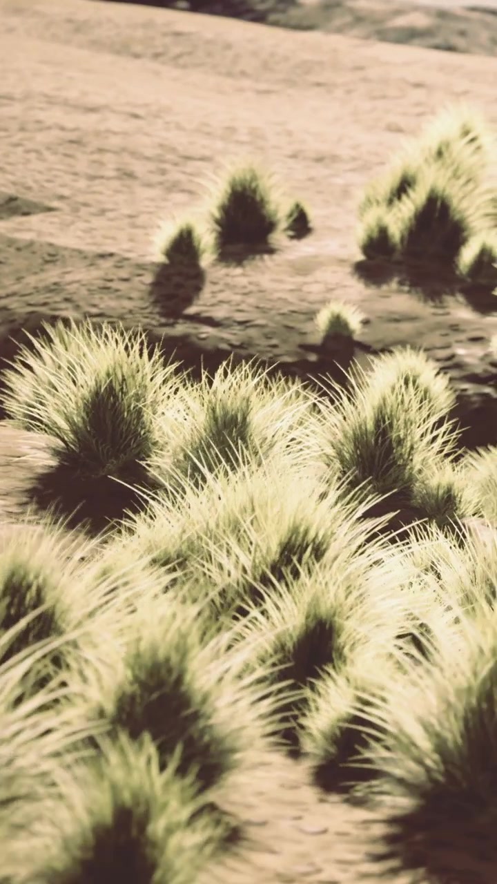 Erba verde cresce su terreno sabbioso in un paesaggio desertico di giorno.