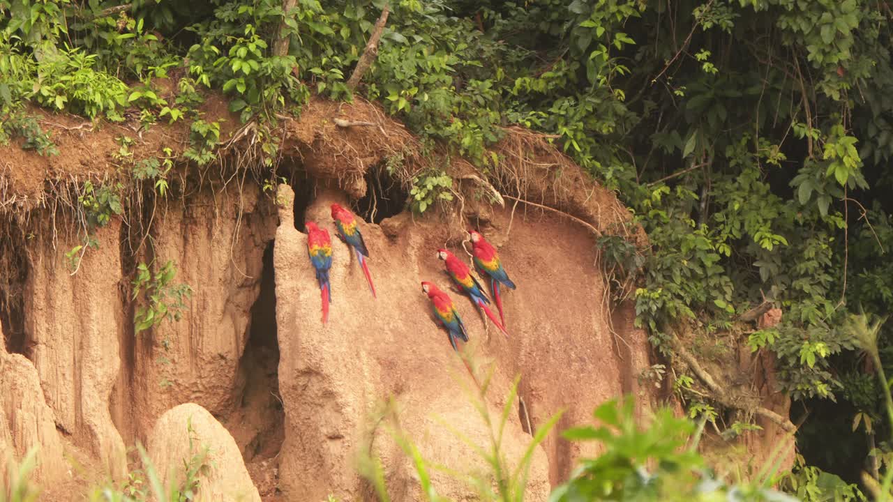 una toma amplia captura a cinco guacamayos escarlata alimentándose de la arcilla de chuncho, vibrante contra el telón de fondo de la jungla.