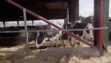 Modern-farm-cowshed-with-milking-cows-eating-hay