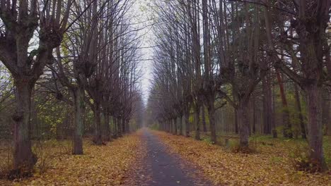 establishing view of the autumn linden tree alley, leafless trees, empty pathway, yellow leaves of a linden tree on the ground, idyllic nature scene of leaf fall, wide drone dolly shot moving right