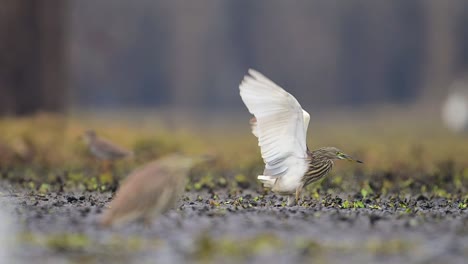 Indischer-Teichreiher-Angelt-Im-Feuchtgebiet