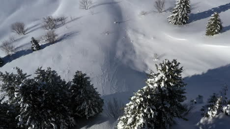 aerial view panning down over a mountain slope with pine trees