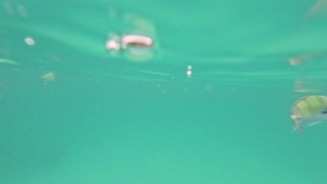 underwater scene with fish and lush vegetation