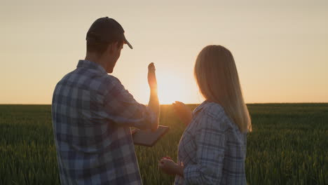 un par de agricultores trabajan en un campo de trigo donde sale el sol. usar una tableta