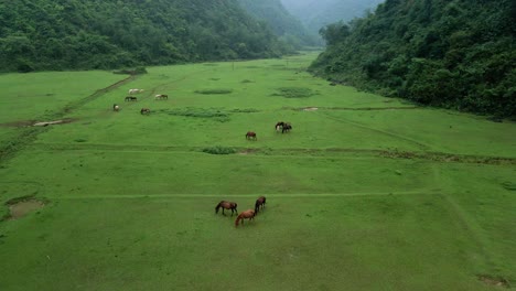 Heard-of-grazing-horses-roam-wild-in-a-glacial-valley-meadow-deep-within-North-Vietnam-countryside