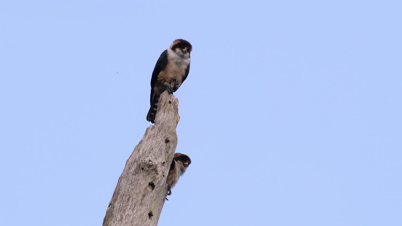 검은 허벅지 매는 아시아 일부 국가의 숲에서 발견되는 가장 작은 맹금류 중 하나입니다.