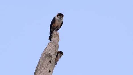 El-Falconet-De-Muslo-Negro-Es-Una-De-Las-Aves-Rapaces-Más-Pequeñas-Que-Se-Encuentran-En-Los-Bosques-De-Algunos-Países-De-Asia