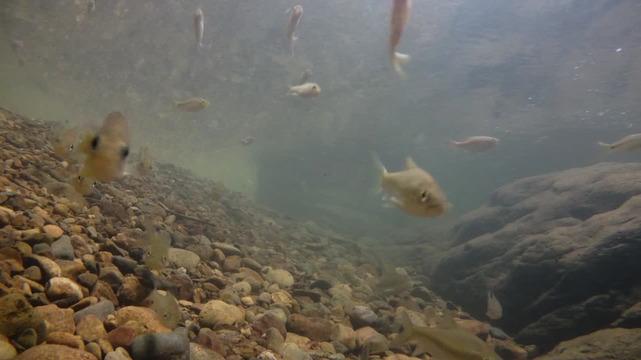 kaeng krachan 국립 공원은 많은 환상적인 야생 동물의 서식지이며 개울은 동물이 마시고 물고기가 헤엄칠 수 있는 신선한 물의 생명원입니다.