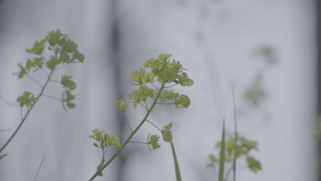 small yellow flowers moving in the wind with a blurry background on a sunny day log