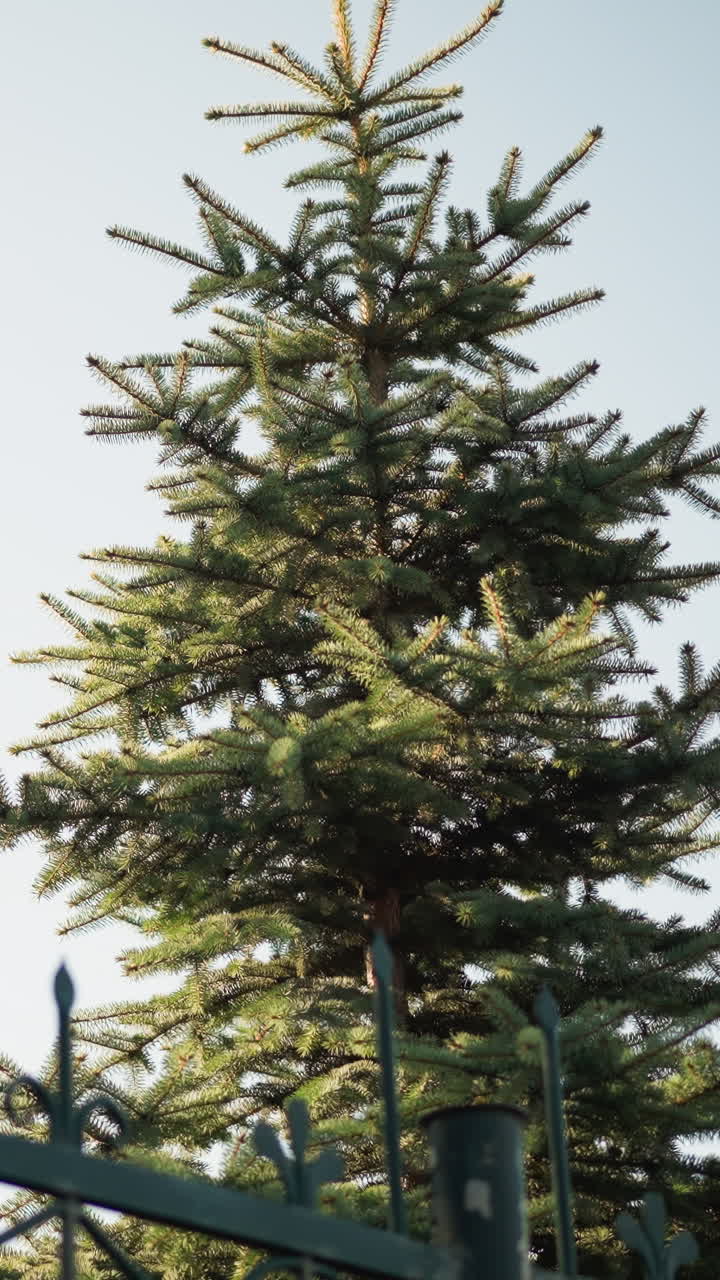 Sunlit evergreen tree behind iron gate, tall pine framed by fence posts and pale sky, golden backlight on needles, close vertical crop shows textured branches and trunk, tranquil suburban mood