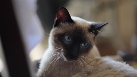 relaxed cat siamese seal point looking right. indoor, close-up, no people.