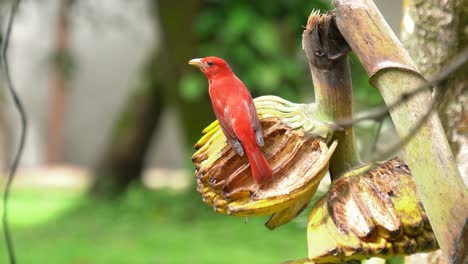 Eine-Niedliche-Sommertangare,-Die-Sich-Von-Faulenden-Bananen-Ernährt