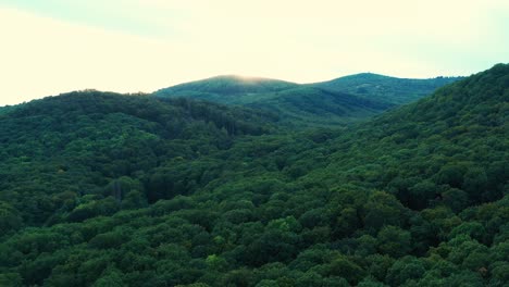 Toma-Aérea-De-Un-Bosque-Verde-Y-Fresco-Al-Atardecer